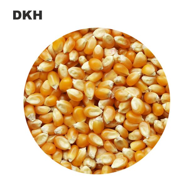 হাইড্রোপনিক ভুট্টা বীজ | Hydroponic Corn seed - Image 4