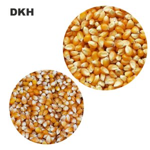 হাইড্রোপনিক ভুট্টা বীজ | Hydroponic Corn seed