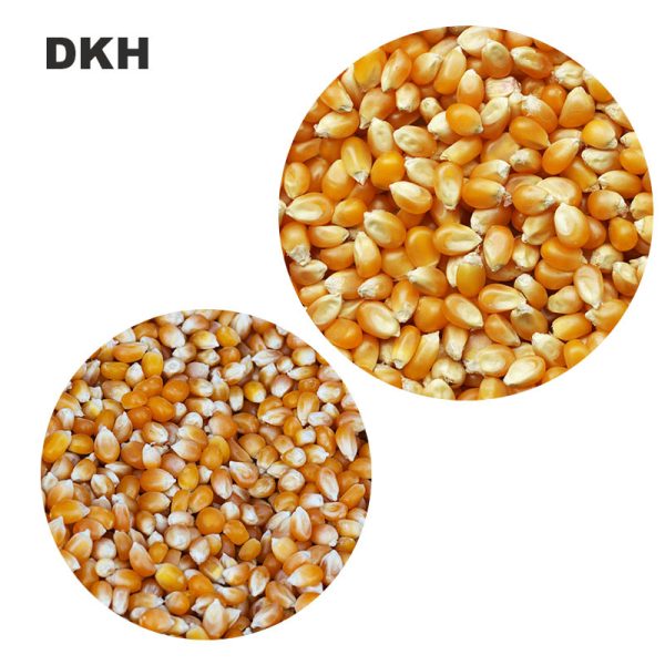 হাইড্রোপনিক ভুট্টা বীজ | Hydroponic Corn seed