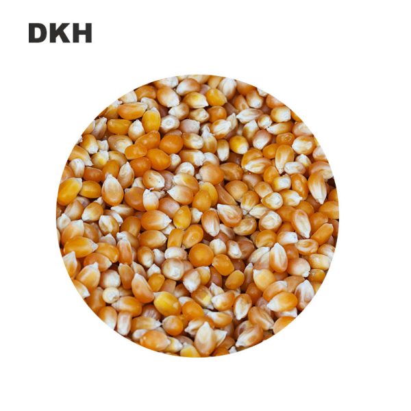 হাইড্রোপনিক ভুট্টা বীজ | Hydroponic Corn seed - Image 2