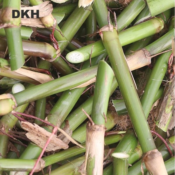 অজানা হাইব্রিড ঘাসের কাটিং | Ojana Hybdrid Cutting - Image 5