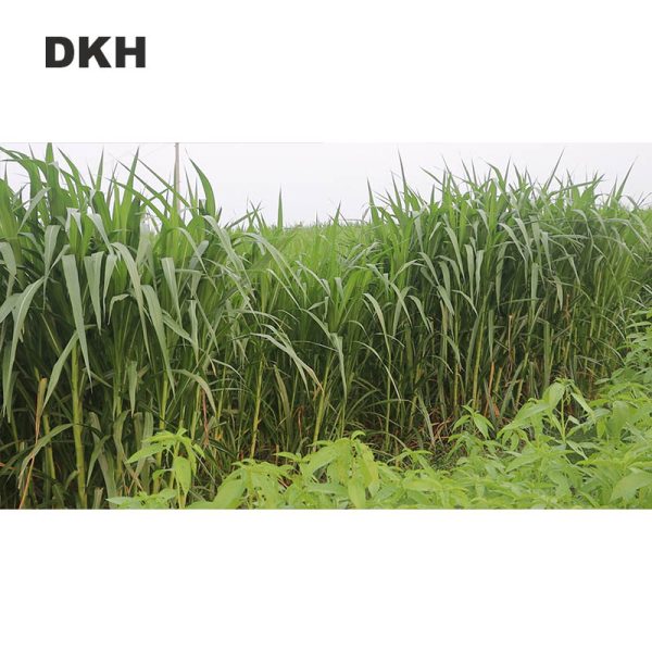 জারা ঘাসের কাটিং | Jara Grass Cutting - Image 3