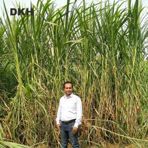 জারা ঘাসের কাটিং | Jara Grass Cutting