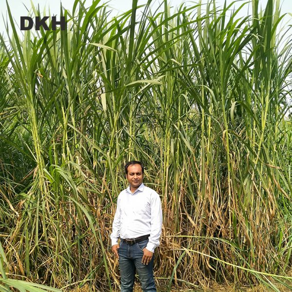 জারা ঘাসের কাটিং | Jara Grass Cutting