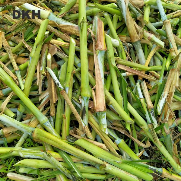 জারা ঘাসের কাটিং | Jara Grass Cutting - Image 5