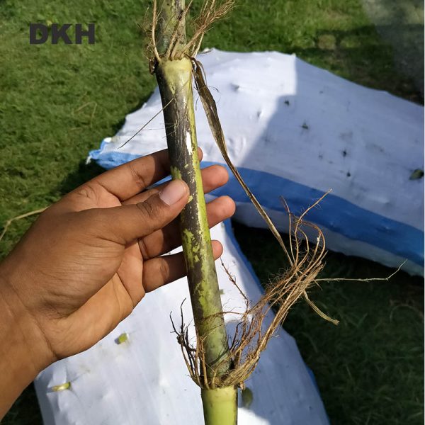 জারা ঘাসের কাটিং | Jara Grass Cutting - Image 6