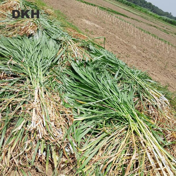 জারা ঘাসের কাটিং | Jara Grass Cutting - Image 4