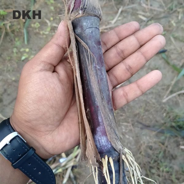 লালপাকচং ঘাসের কাটিং | Redpakchong Grass Cutting - Image 3