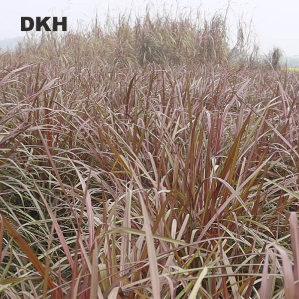 লালপাকচং ঘাসের কাটিং | Redpakchong Grass Cutting - Image 5