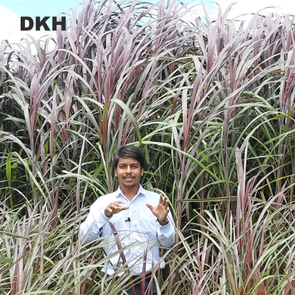 লালপাকচং ঘাসের কাটিং | Redpakchong Grass Cutting - Image 4