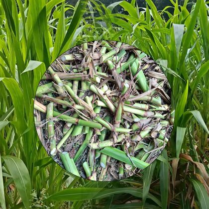 গুয়াতেমালা ঘাসের কাটিং (আমেরিকান) | Hybrid Guatemala Grass Cutting (American)